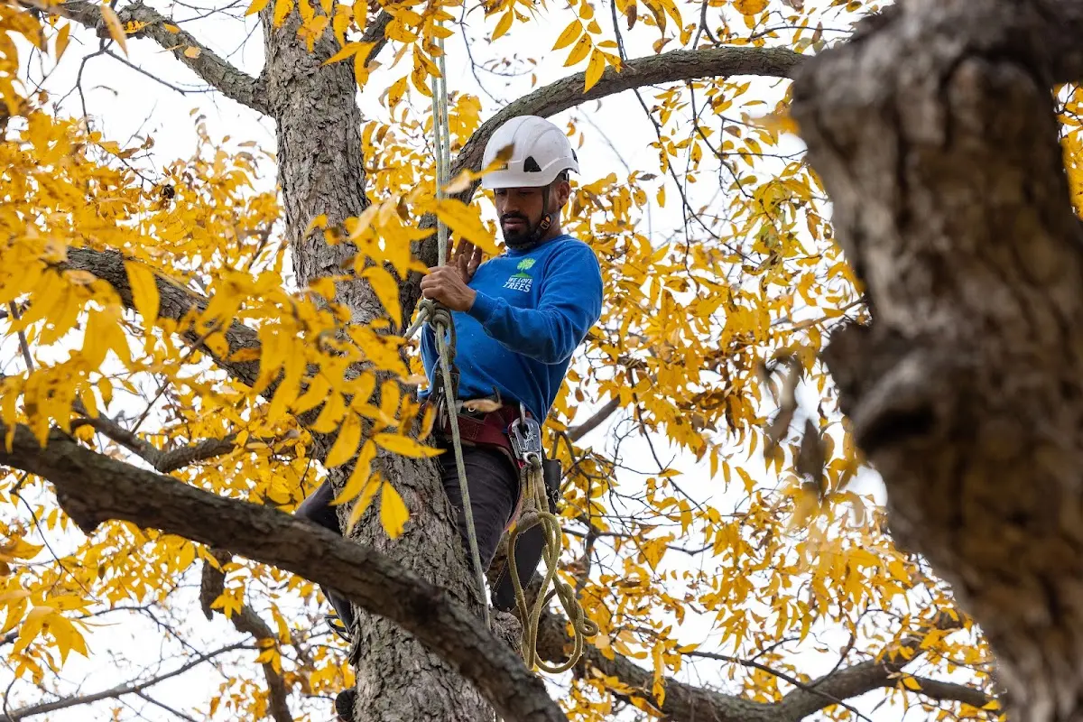 Skilled Tree Planing crew working in Cherokee